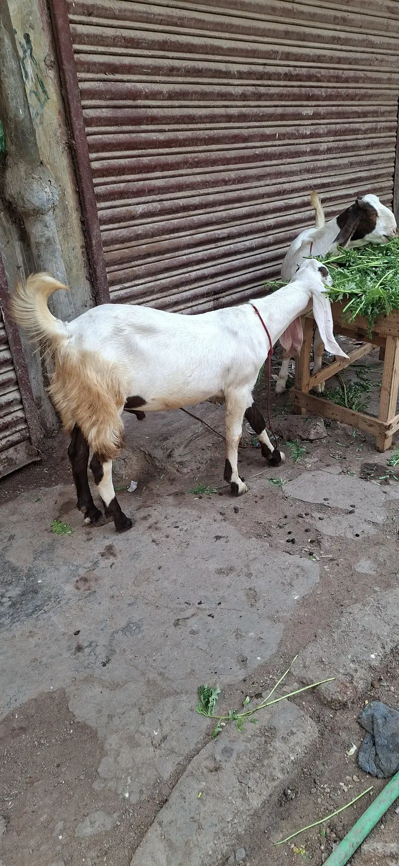 got for sell — photo 2
