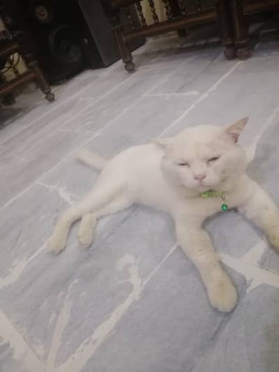 pirsion cat Pasa ki zarurat ha LA lo please
