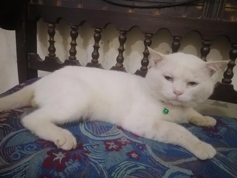 pirsion cat Pasa ki zarurat ha LA lo please — photo 2
