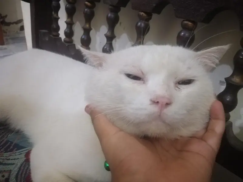 pirsion cat Pasa ki zarurat ha LA lo please — photo 3