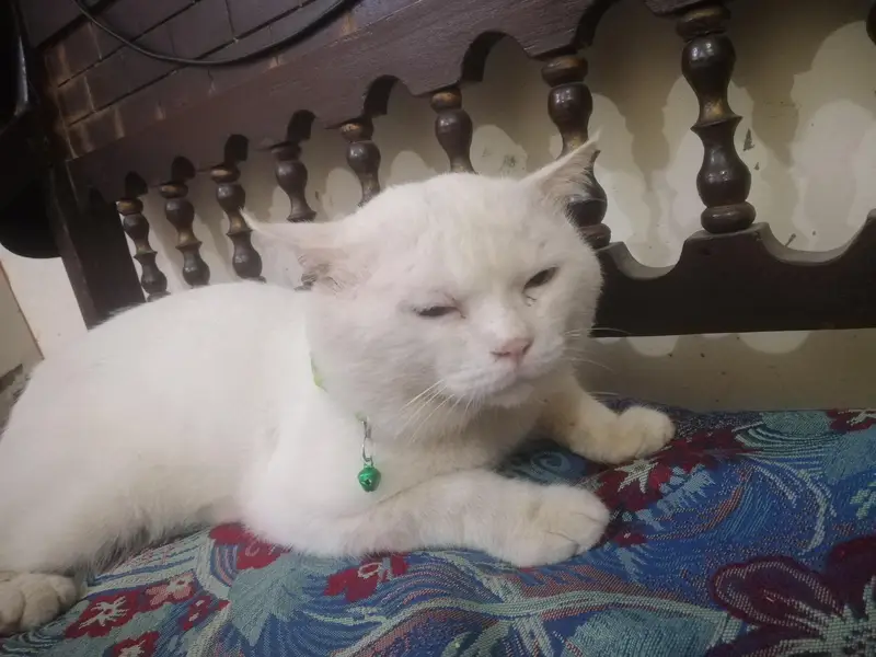 pirsion cat Pasa ki zarurat ha LA lo please — photo 4