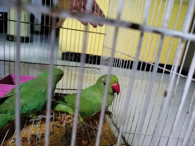 Pahari pair — photo 2