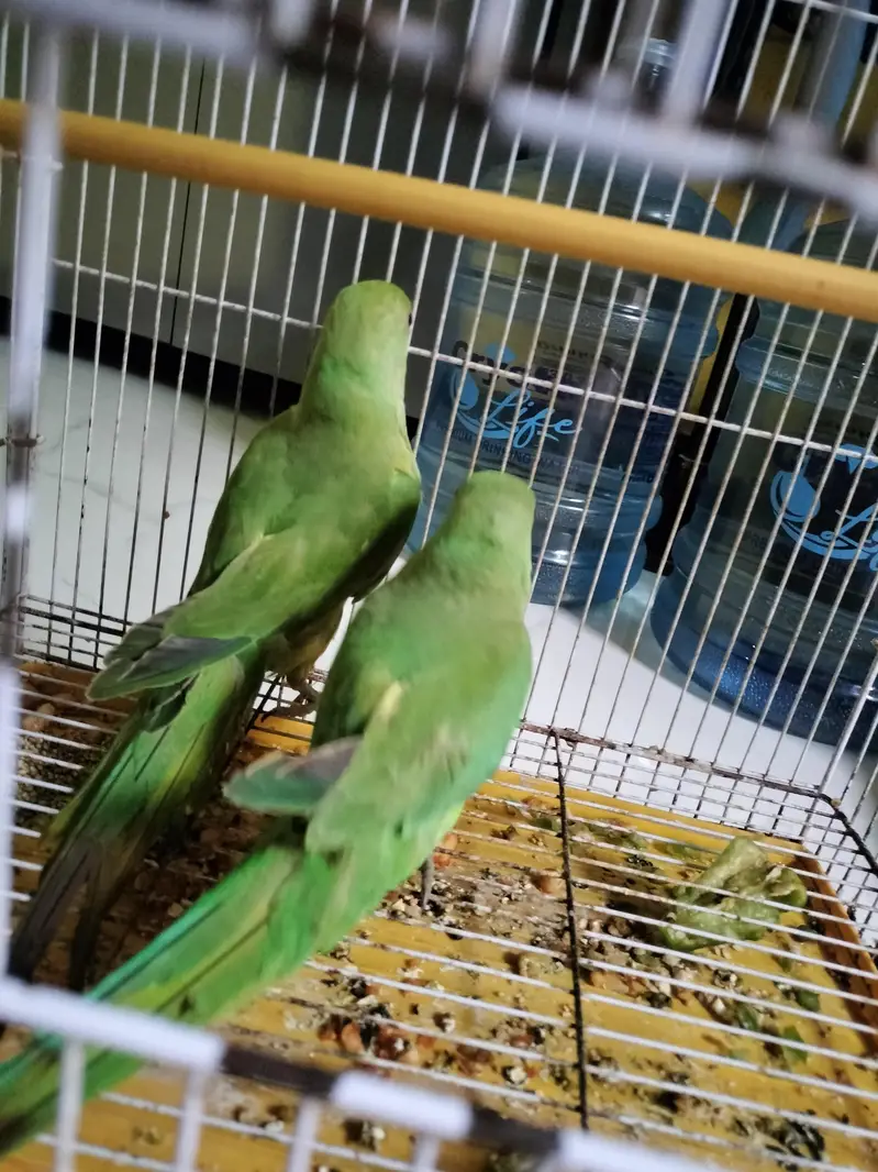 Pahari pair — photo 3
