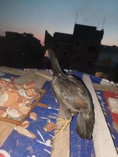aseel desi. astrlop. bhary or choozy for sale