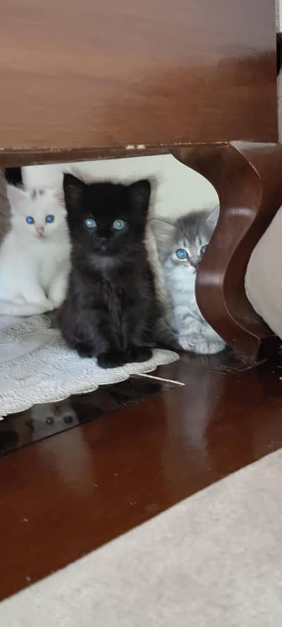 Persian kitten