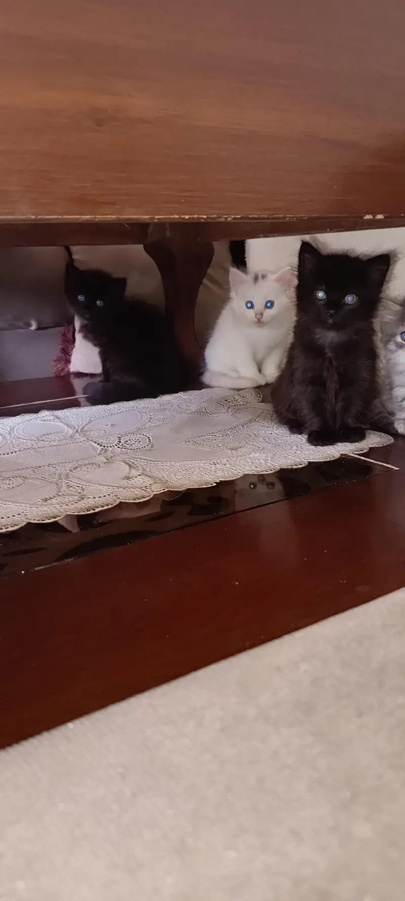Persian kitten — photo 3