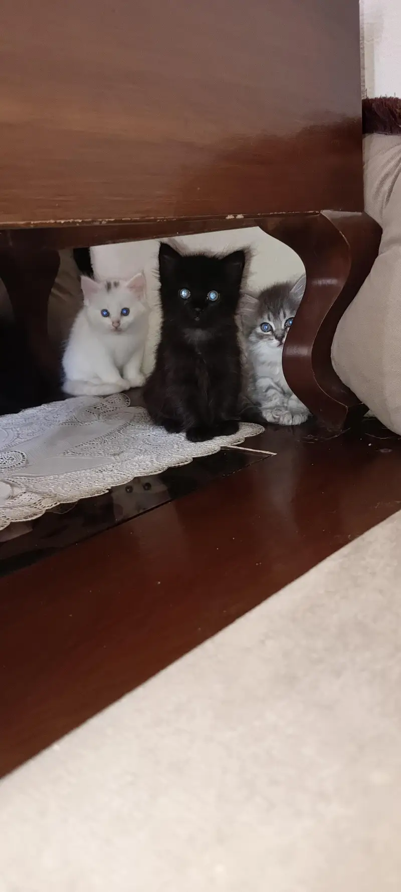 Persian kitten — photo 4
