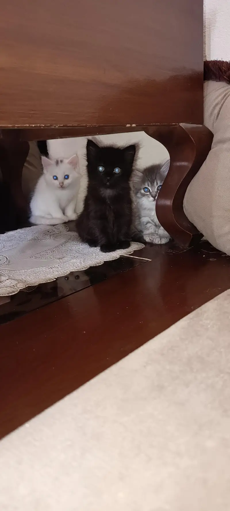 Persian kitten — photo 5