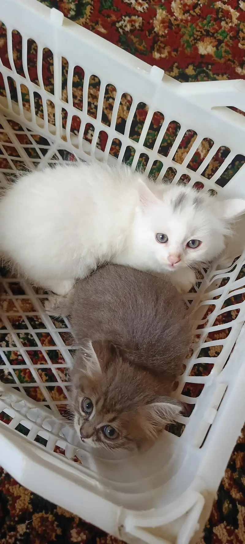 Persian kitten — photo 7