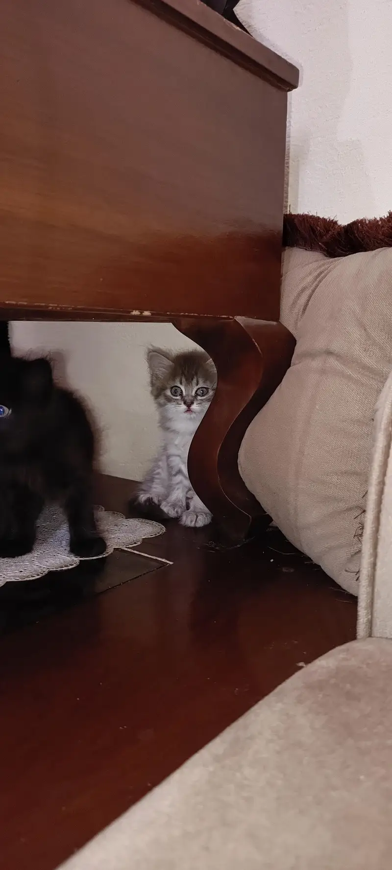 Persian kitten — photo 8