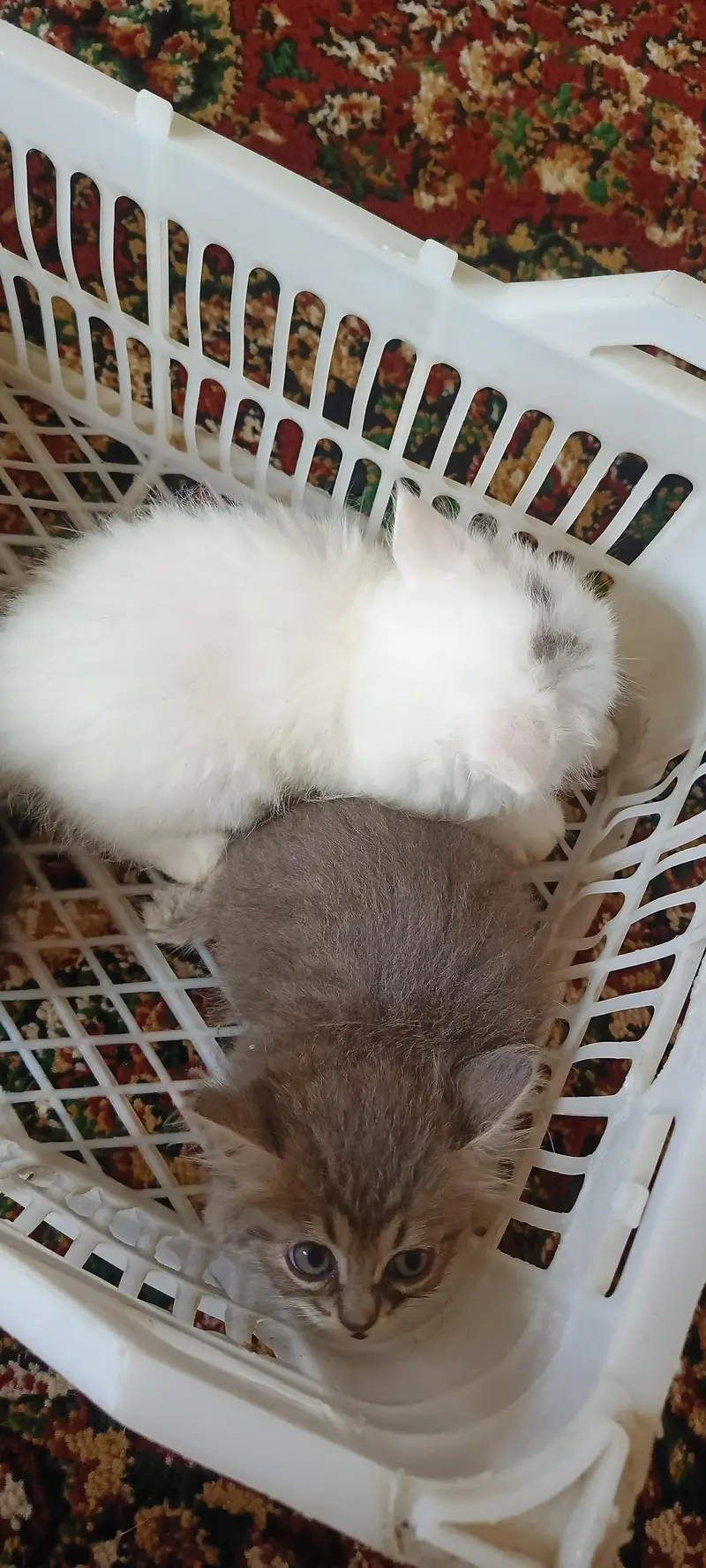 Persian kitten — photo 9