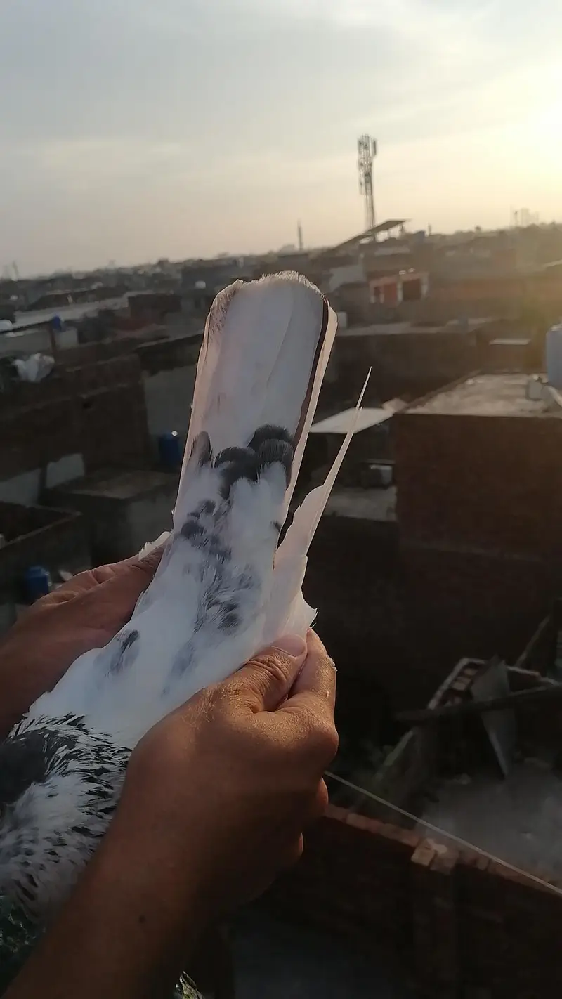 batera kabootar — photo 3