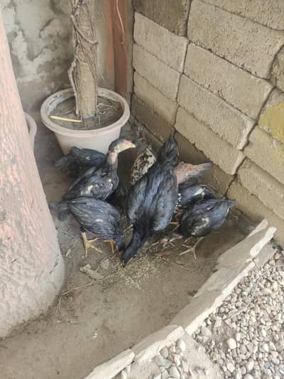 Aseel Lasani chicks