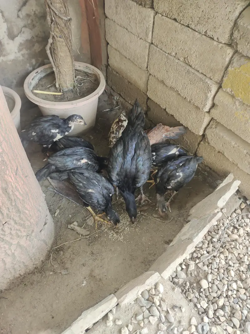 Aseel Lasani chicks — photo 2