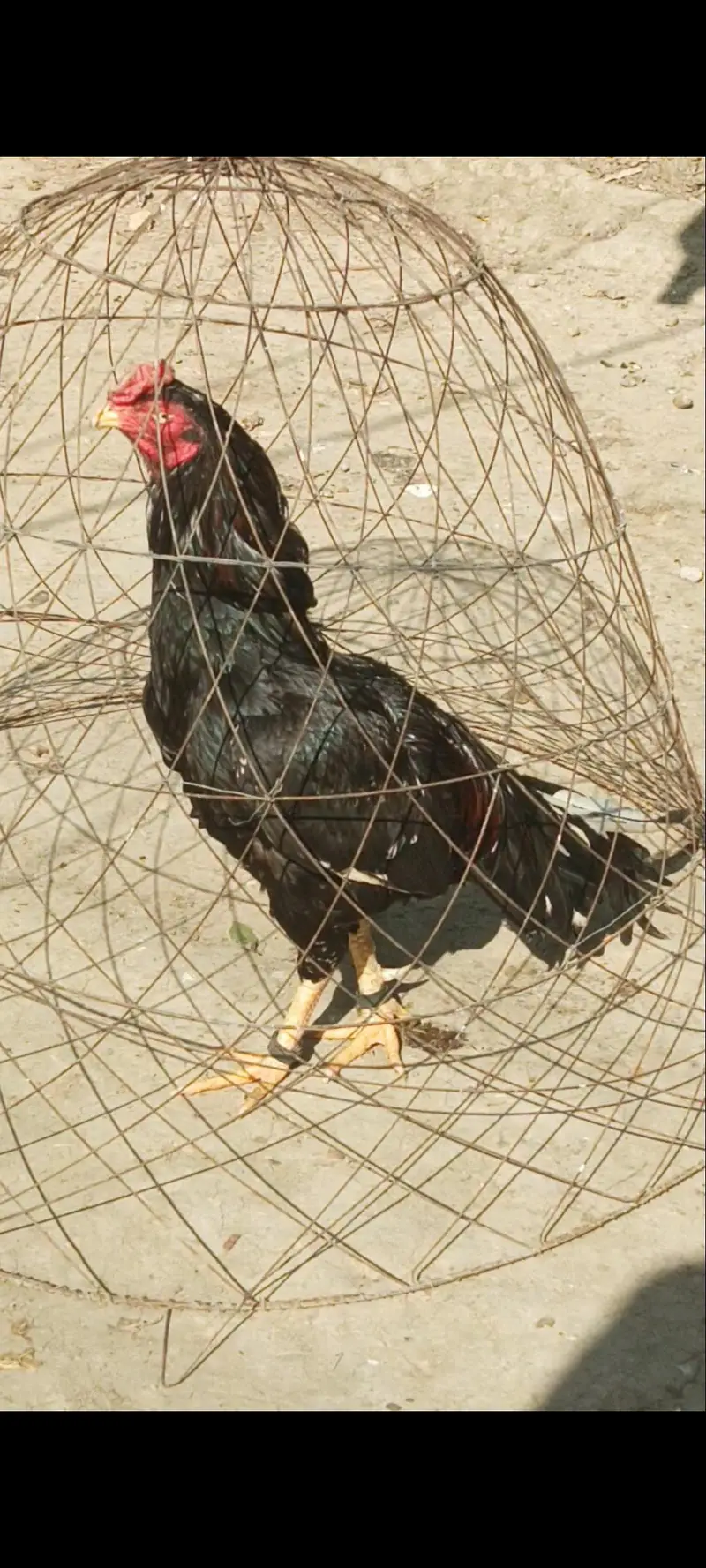 mianwali Mushka — photo 2