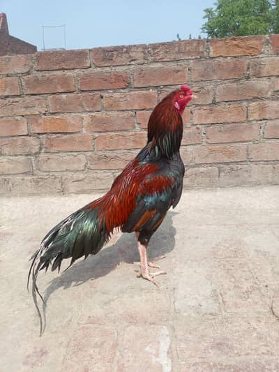 aseel mianwali murga or murgi Whatsapp number 03234852217