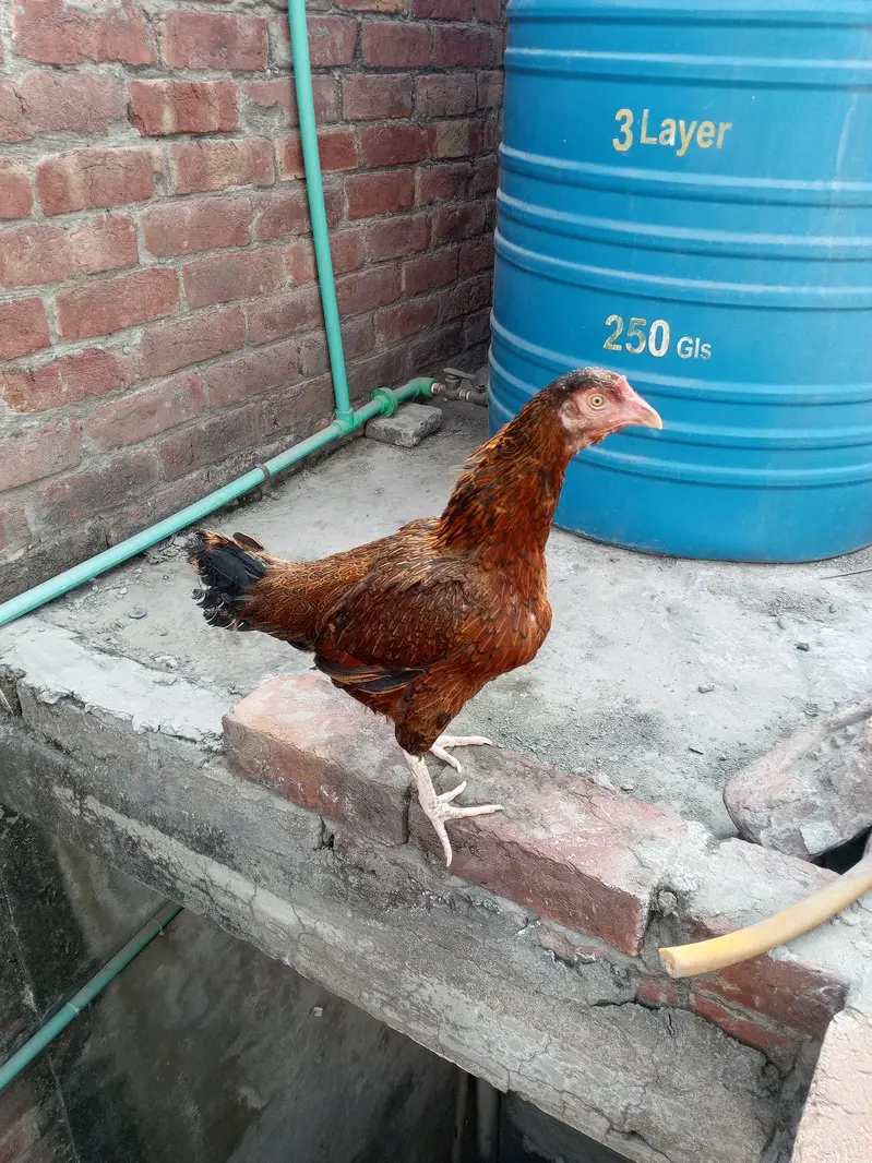 aseel mianwali murga or murgi Whatsapp number 03234852217 — photo 2