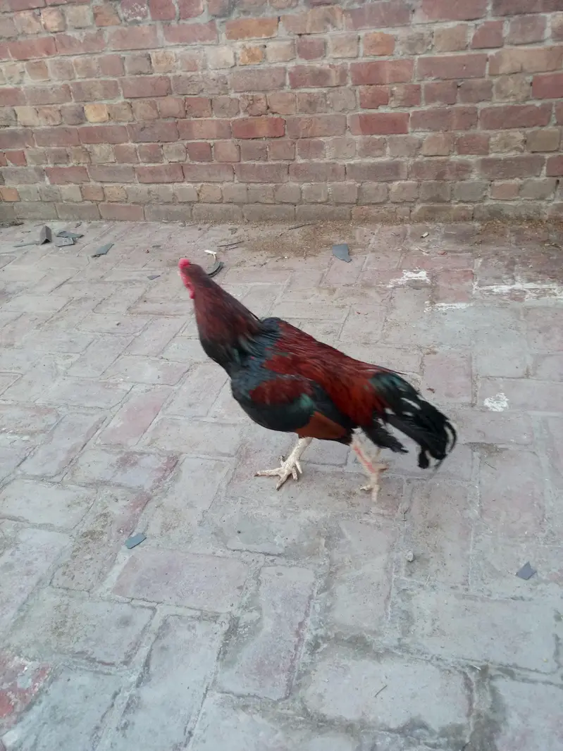 aseel mianwali murga or murgi Whatsapp number 03234852217 — photo 3