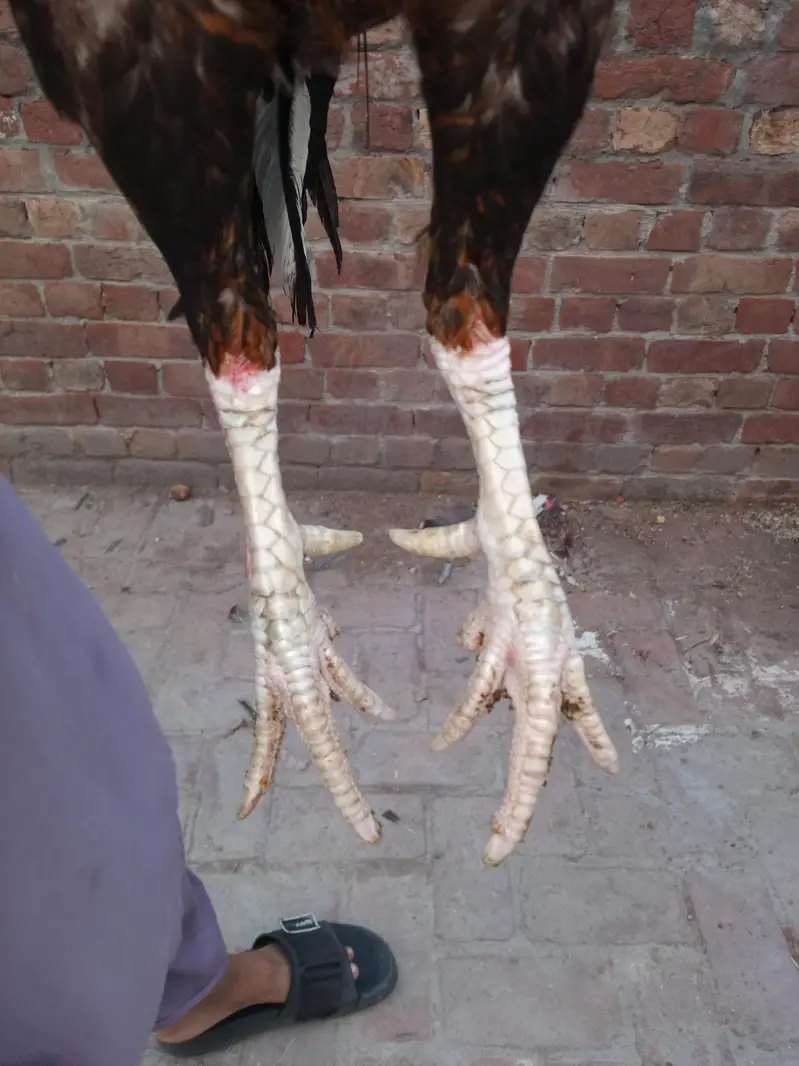 aseel mianwali murga or murgi Whatsapp number 03234852217 — photo 4