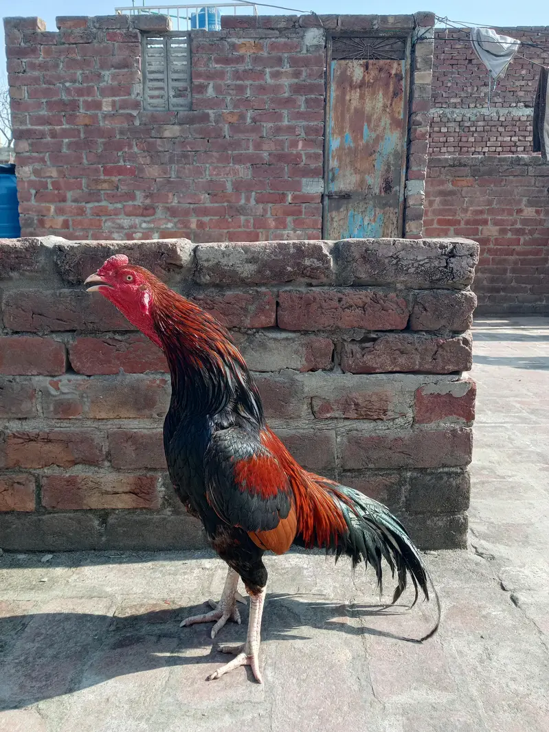 aseel mianwali murga or murgi Whatsapp number 03234852217 — photo 5