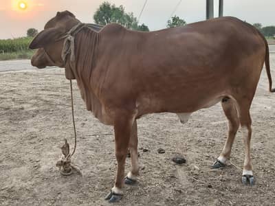 Sahiwal breed - Doondi Gaye