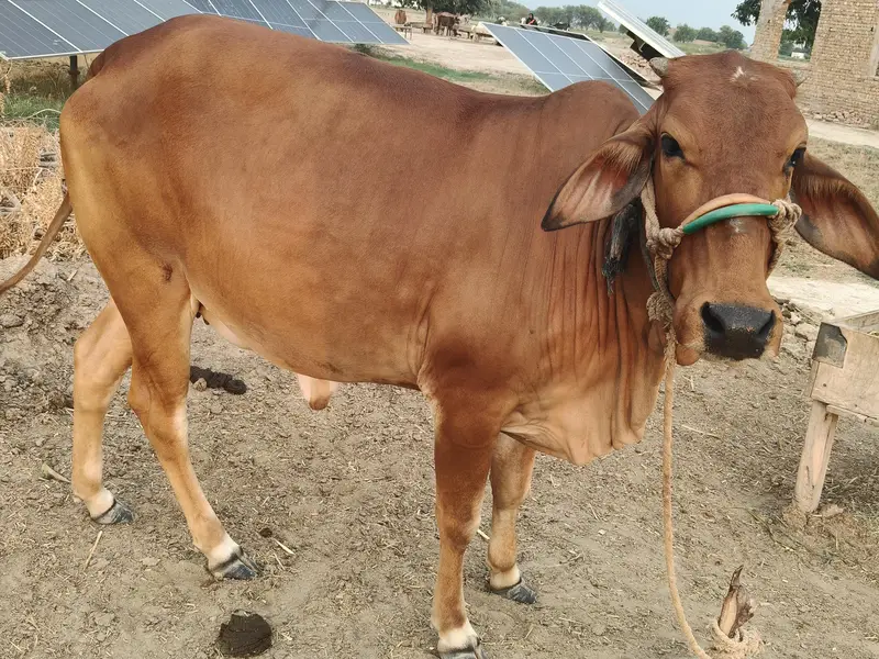 Sahiwal breed - Doondi Gaye — photo 2