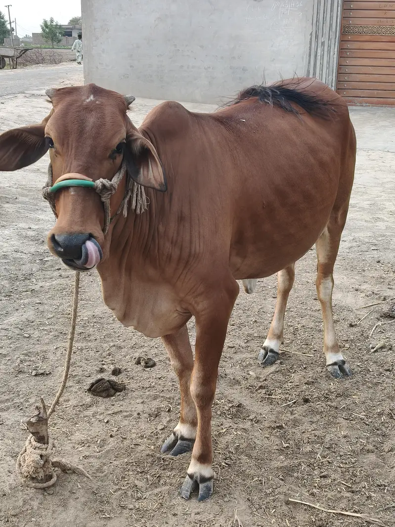 Sahiwal breed - Doondi Gaye — photo 3