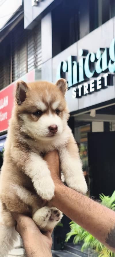 husky puppies