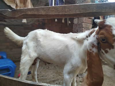 goat with kids