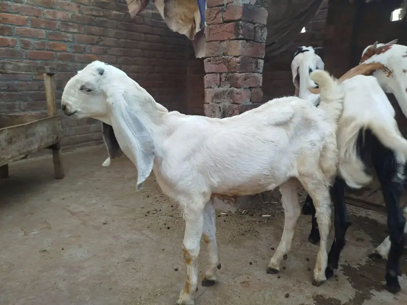 goat with kids — photo 2