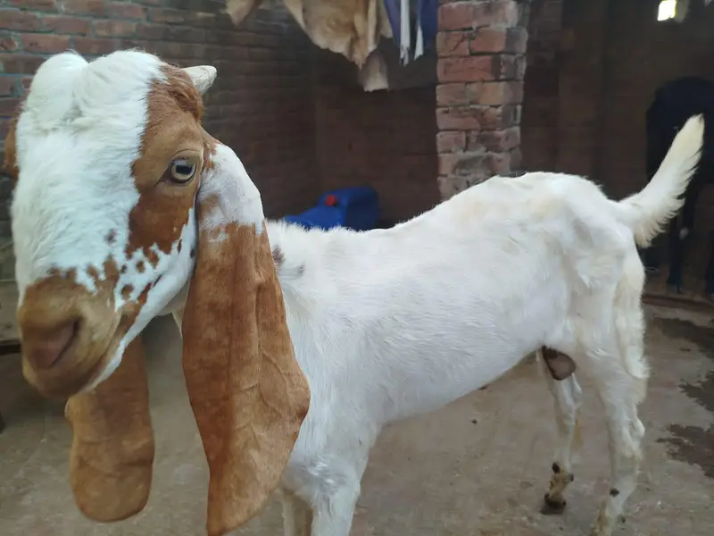 goat with kids — photo 3