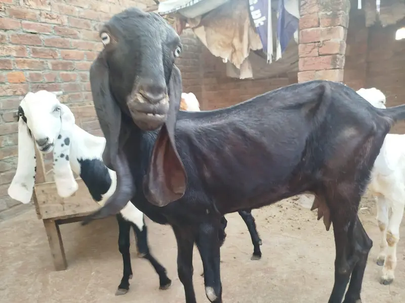 goat with kids — photo 4