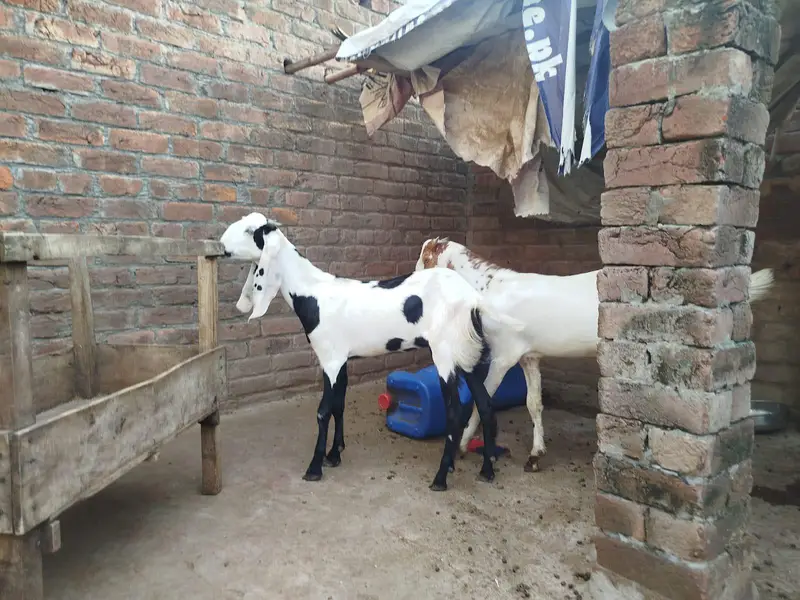 goat with kids — photo 5