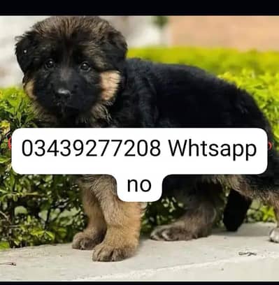 German shepherd Puppies available