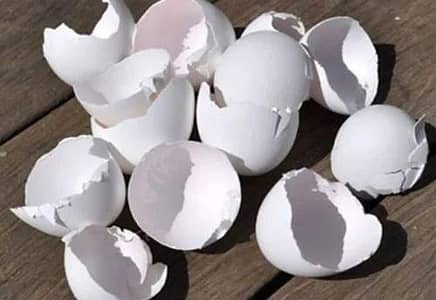 Fertilizer or Medicine Company can buy these egg shells