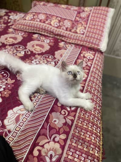 Persian kitten/himalayan kitten/03247627801/blue eyes kitten