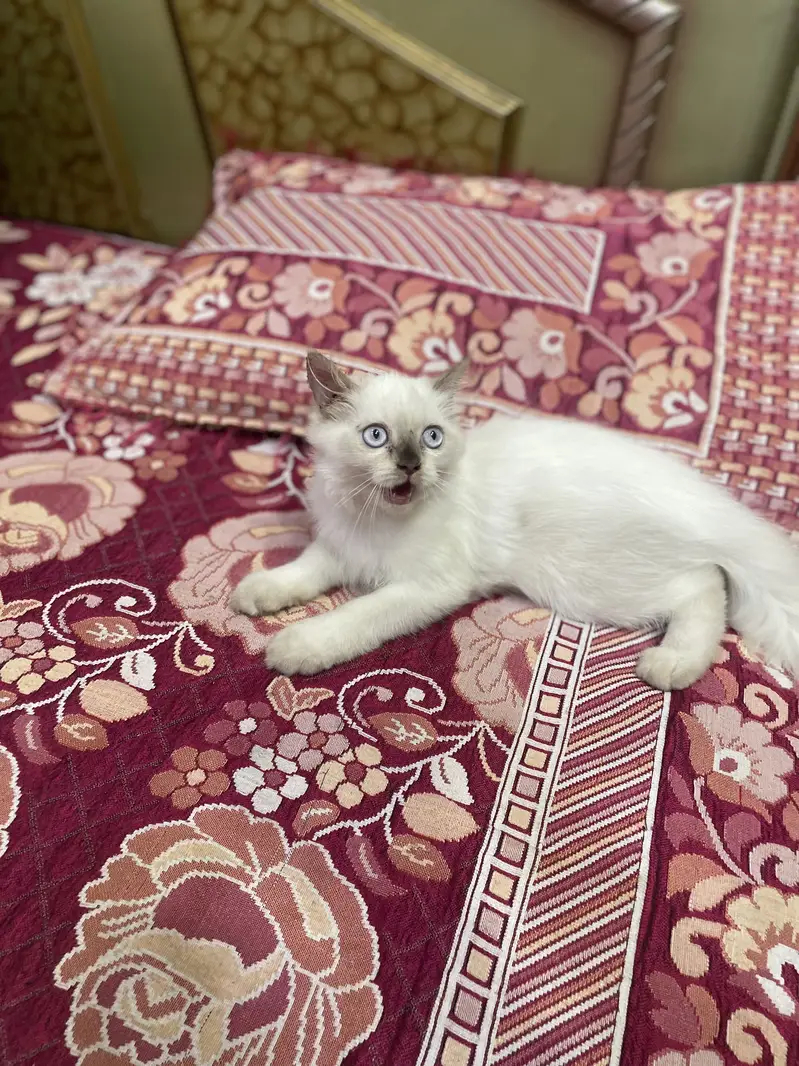 Persian kitten/himalayan kitten/03247627801/blue eyes kitten — photo 2