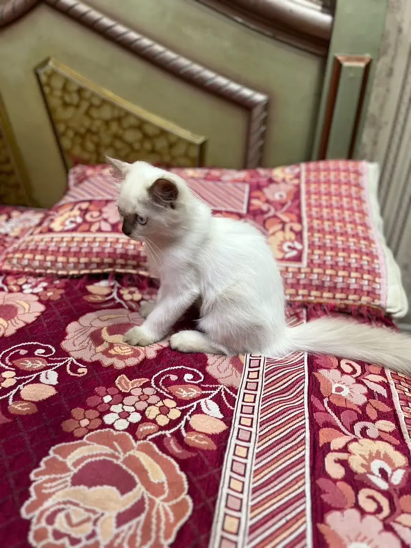 Persian kitten/himalayan kitten/03247627801/blue eyes kitten — photo 3