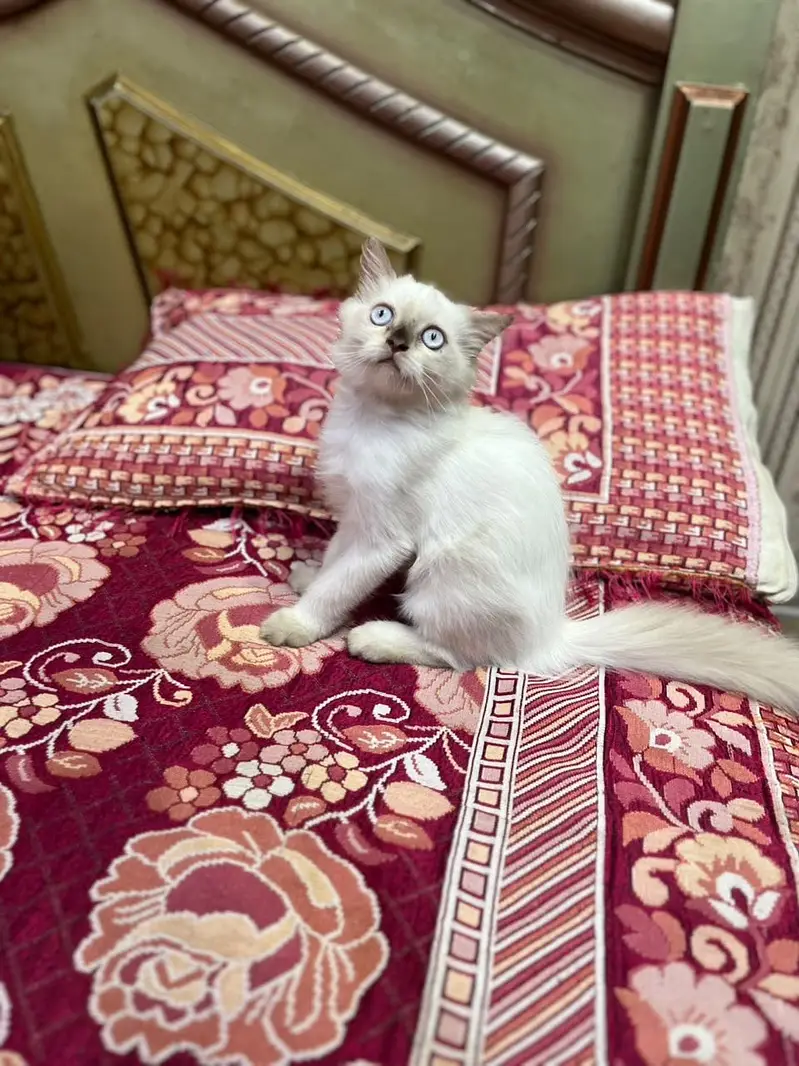 Persian kitten/himalayan kitten/03247627801/blue eyes kitten — photo 4