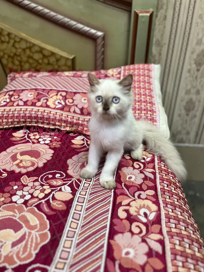 Persian kitten/himalayan kitten/03247627801/blue eyes kitten — photo 5