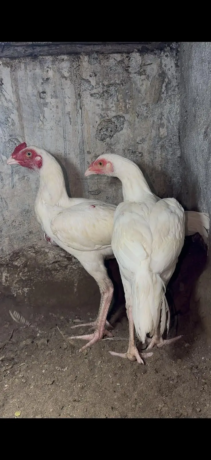 pepar white Heera — photo 2