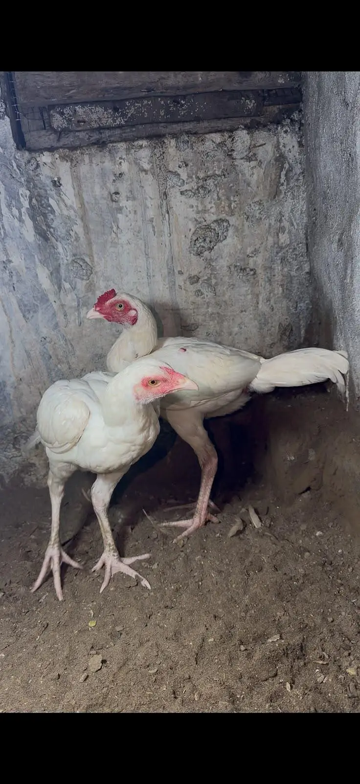 pepar white Heera — photo 3