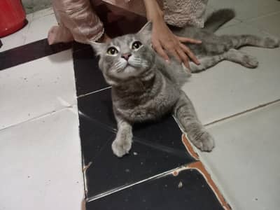 Russian catss sale male