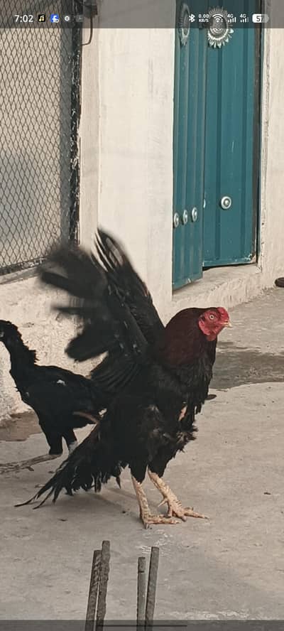 Lakha murgha for sale