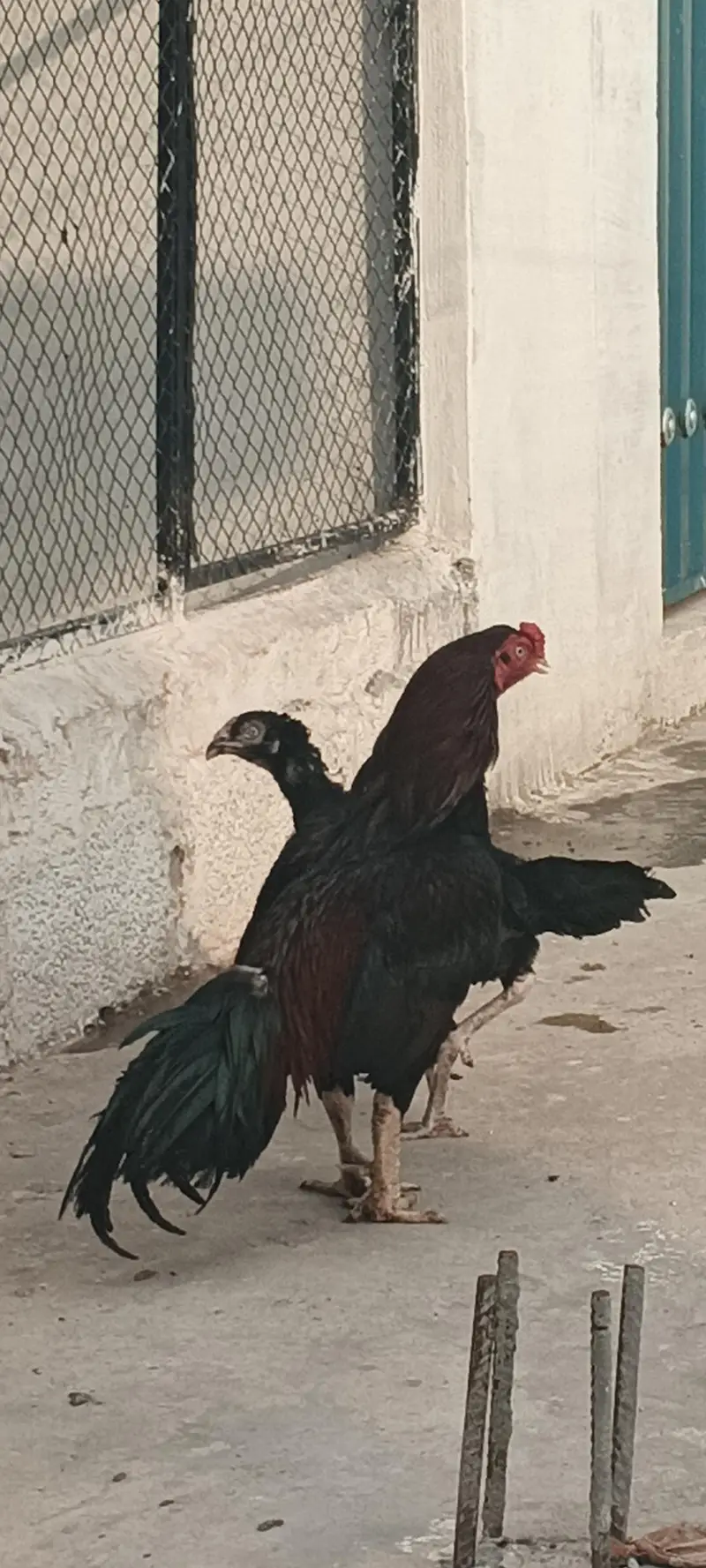 Lakha murgha for sale — photo 2