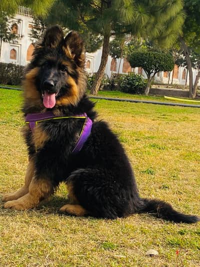 German Shepherd puppy Dog for sale