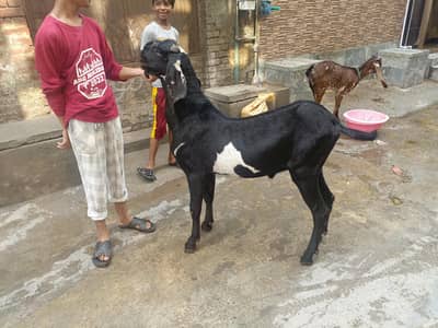 Male for stud service (bakri cross ) karwanay k liye