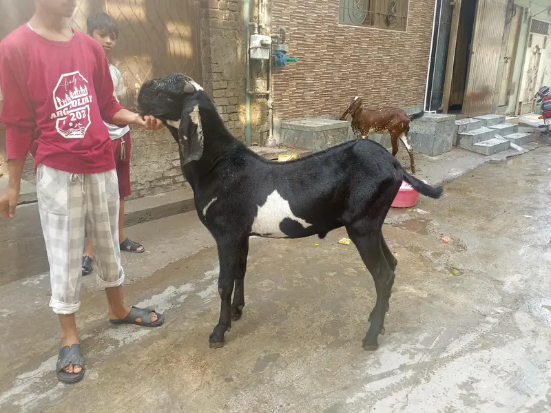 Male for stud service (bakri cross ) karwanay k liye — photo 2
