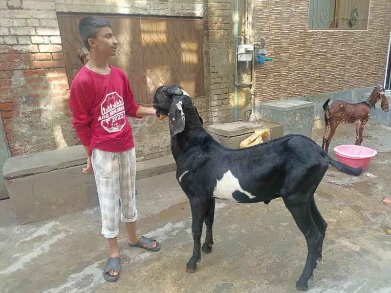 Male for stud service (bakri cross ) karwanay k liye — photo 4