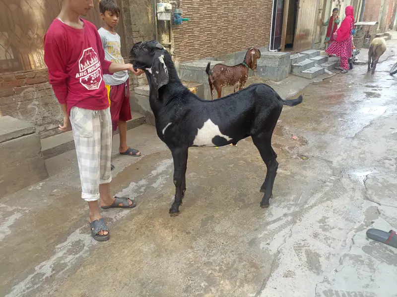 Male for stud service (bakri cross ) karwanay k liye — photo 5